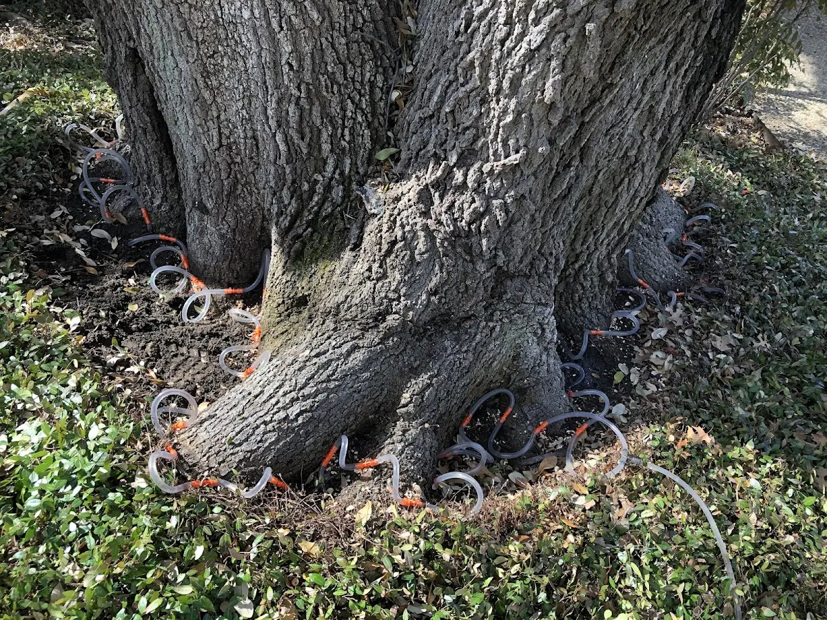 Detailed Tree Cabling and Bracing job site in Cambria Heights