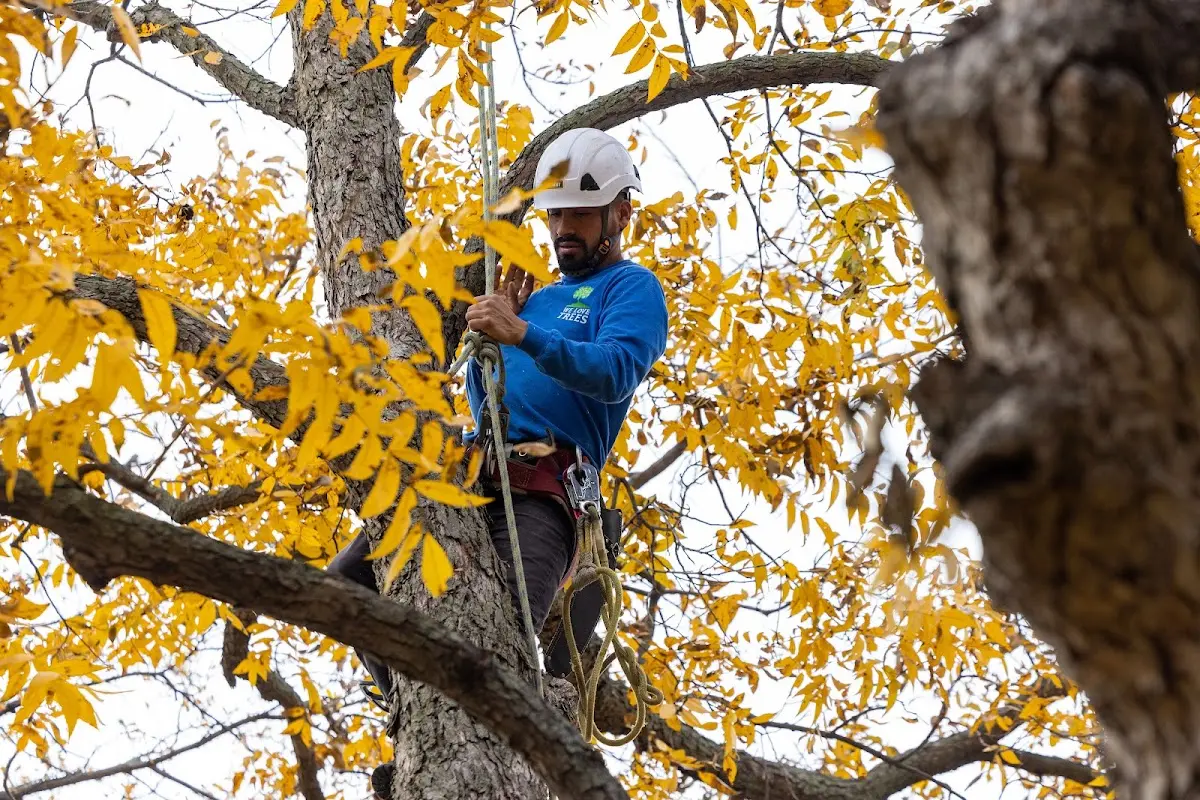 Skilled Tree Pruning crew working in Cambria Heights