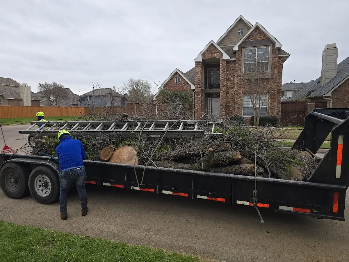 Expert Tree Pest Control with proper safety equipment in Cambria Heights